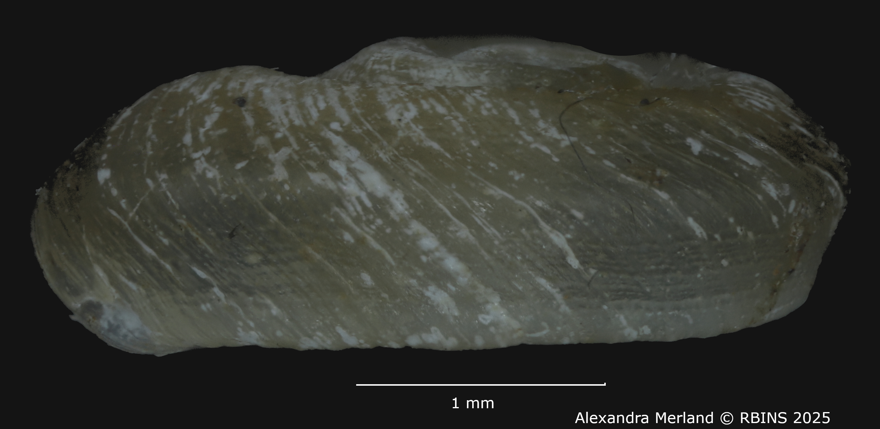 BE-RBINS-INV-MT-2634-Gyraulus-faini-ht-L2.jpg