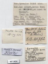 BE-RBINS-INV-MT-2634-Gyraulus-faini-ht-label.jpg BE-RBINS-INV-MT-2634-Gyraulus-faini-ht-label.jpg