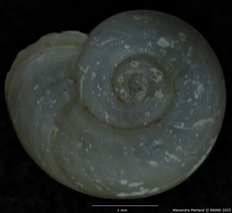 BE-RBINS-INV-MT-142-Gyraulus-kigeziensis-nyanzae-pt-D.jpg BE-RBINS-INV-MT-142-Gyraulus-kigeziensis-nyanzae-pt-D.jpg