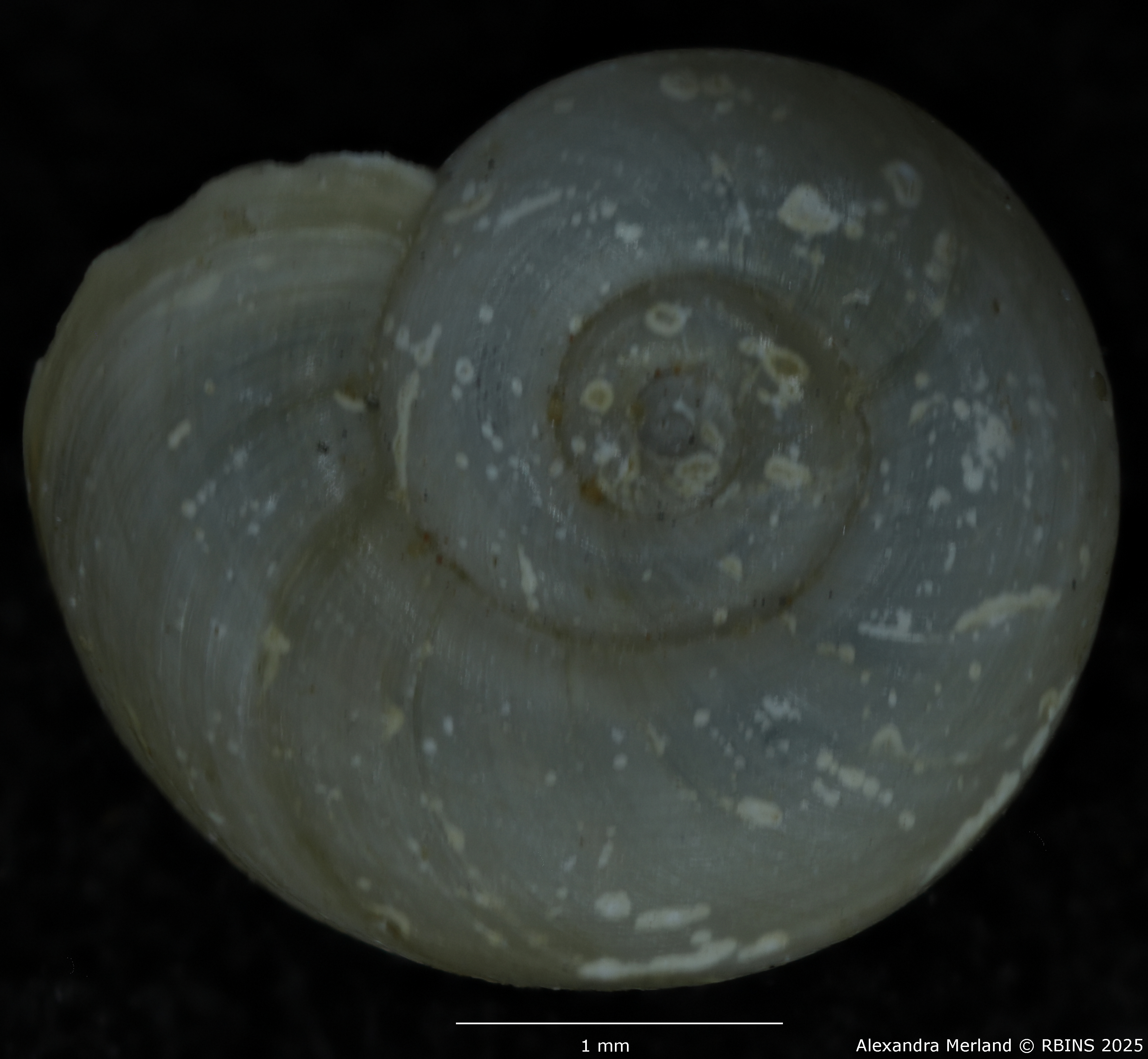 BE-RBINS-INV-MT-142-Gyraulus-kigeziensis-nyanzae-pt-D.jpg