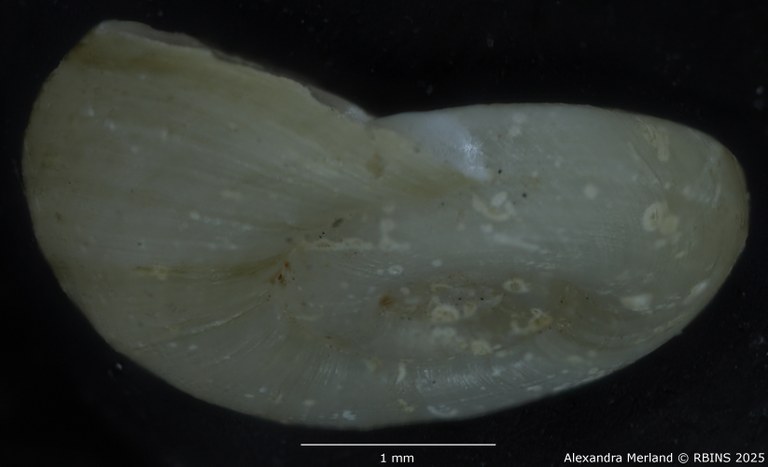 BE-RBINS-INV-MT-142-Gyraulus-kigeziensis-nyanzae-pt-L.jpg BE-RBINS-INV-MT-142-Gyraulus-kigeziensis-nyanzae-pt-L.jpg