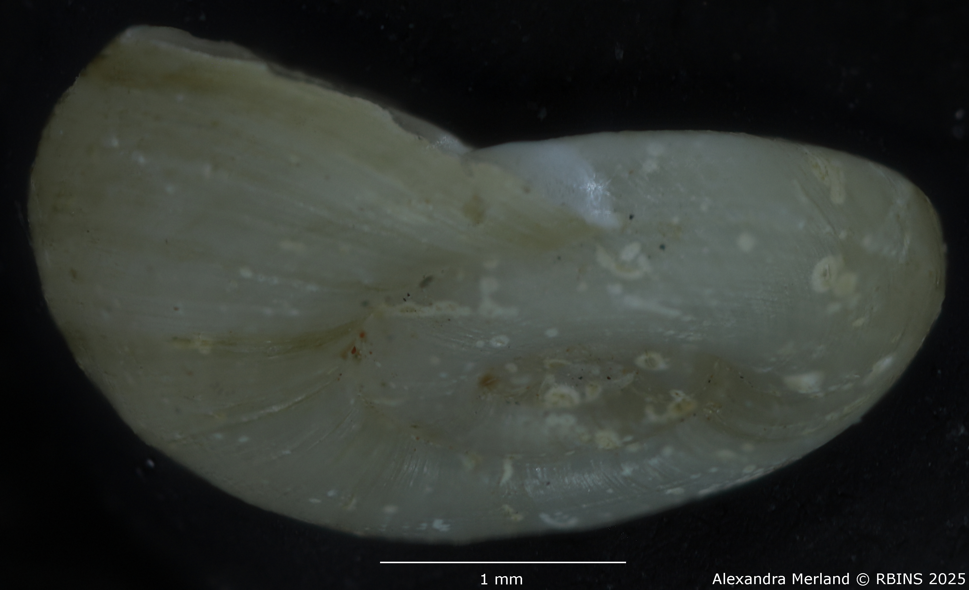 BE-RBINS-INV-MT-142-Gyraulus-kigeziensis-nyanzae-pt-L.jpg