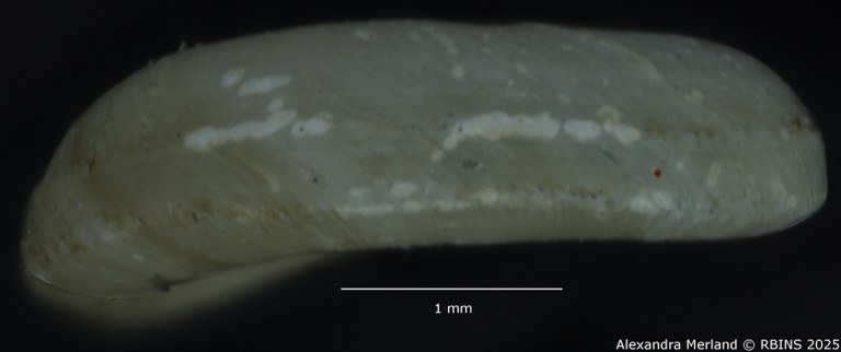 BE-RBINS-INV-MT-142-Gyraulus-kigeziensis-nyanzae-pt-L2.jpg BE-RBINS-INV-MT-142-Gyraulus-kigeziensis-nyanzae-pt-L2.jpg