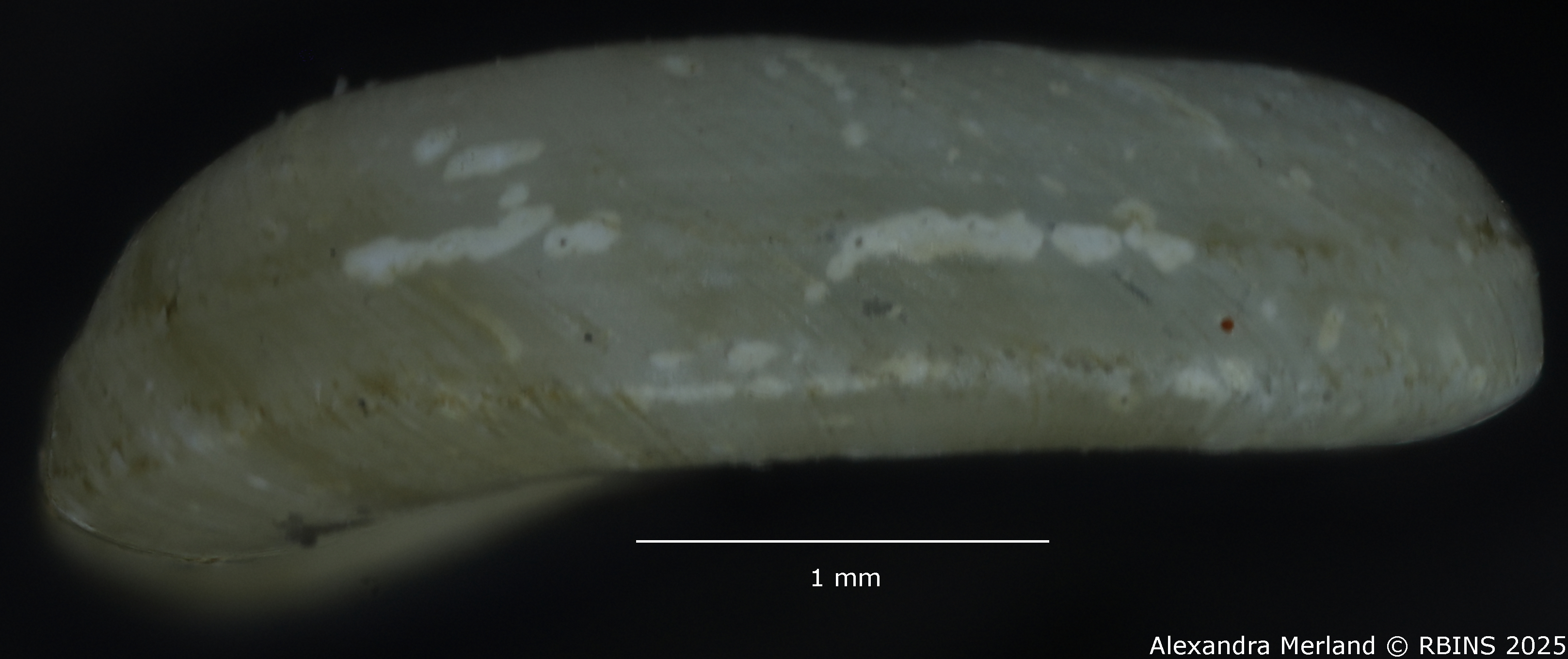 BE-RBINS-INV-MT-142-Gyraulus-kigeziensis-nyanzae-pt-L2.jpg