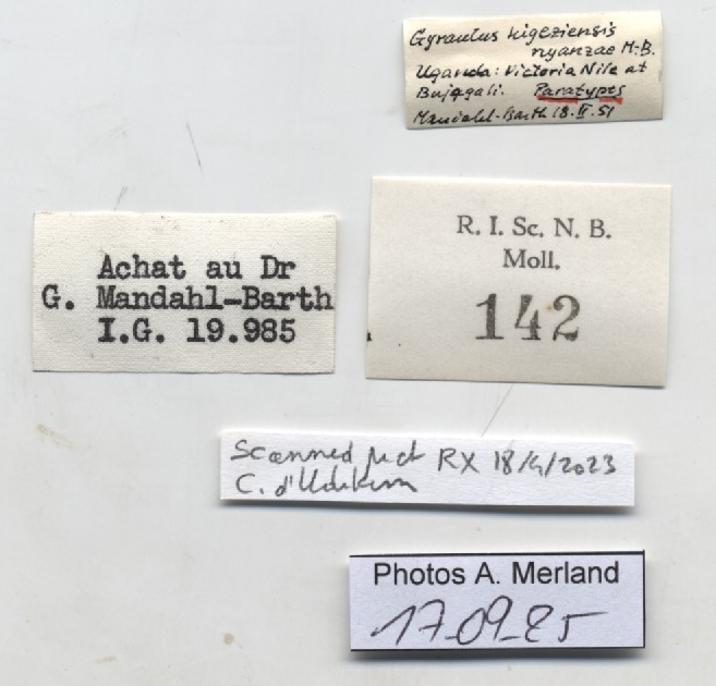 BE-RBINS-INV-MT-142-Gyraulus-kigeziensis-nyanzae-pt-label.jpg