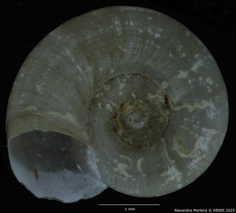 BE-RBINS-INV-MT-142-Gyraulus-kigeziensis-nyanzae-pt-V.jpg BE-RBINS-INV-MT-142-Gyraulus-kigeziensis-nyanzae-pt-V.jpg