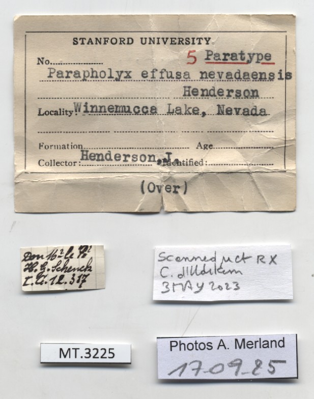 BE-RBINS-INV-MT-3225-Parapholyx-effusa-nevadensis-pt-label.jpg