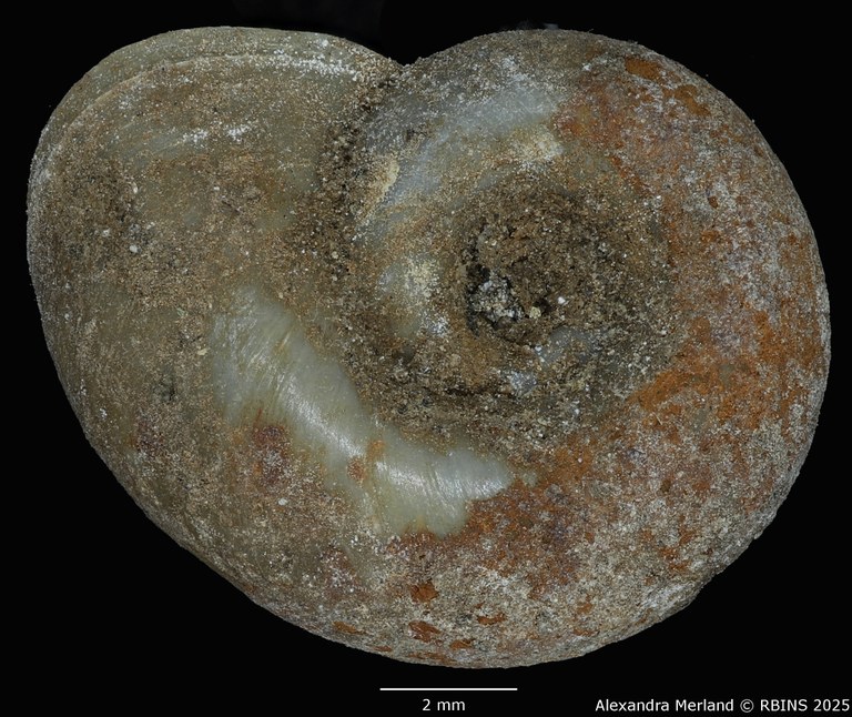 BE-RBINS-INV-MT-3780-Planorbis-kristenseni-st-D.jpg BE-RBINS-INV-MT-3780-Planorbis-kristenseni-st-D.jpg