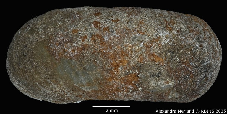 BE-RBINS-INV-MT-3780-Planorbis-kristenseni-st-L.jpg BE-RBINS-INV-MT-3780-Planorbis-kristenseni-st-L.jpg