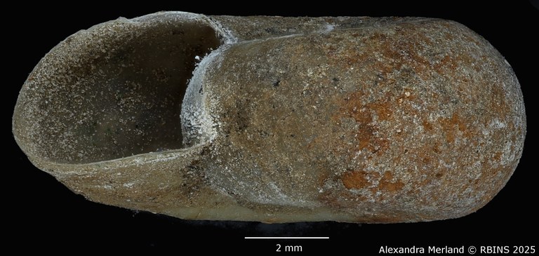 BE-RBINS-INV-MT-3780-Planorbis-kristenseni-st-L2.jpg BE-RBINS-INV-MT-3780-Planorbis-kristenseni-st-L2.jpg