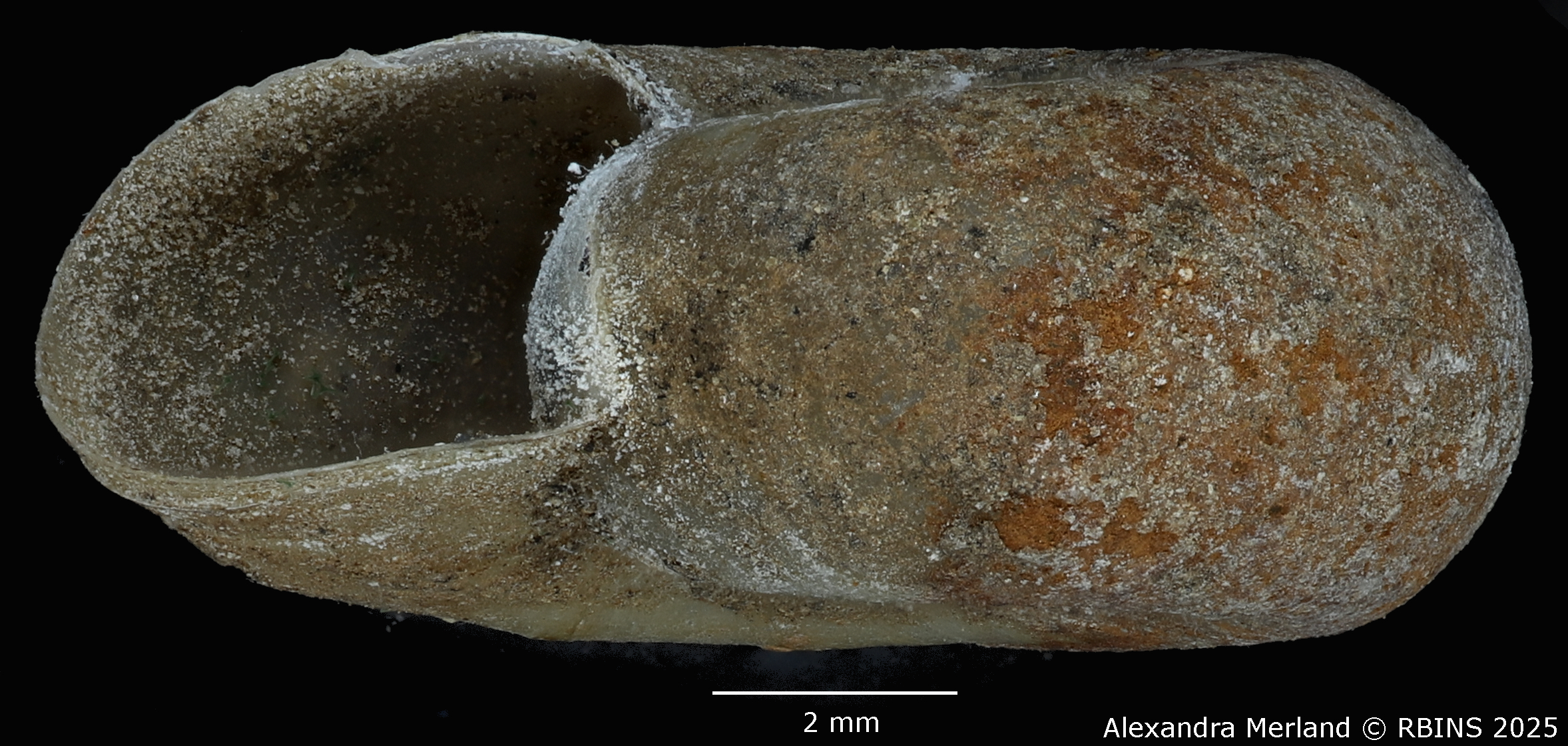 BE-RBINS-INV-MT-3780-Planorbis-kristenseni-st-L2.jpg