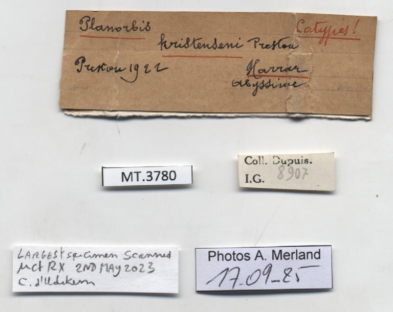 BE-RBINS-INV-MT-3780-Planorbis-kristenseni-st-label.jpg BE-RBINS-INV-MT-3780-Planorbis-kristenseni-st-label.jpg
