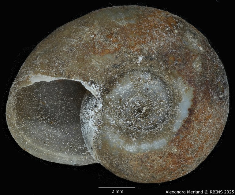 BE-RBINS-INV-MT-3780-Planorbis-kristenseni-st-V.jpg BE-RBINS-INV-MT-3780-Planorbis-kristenseni-st-V.jpg