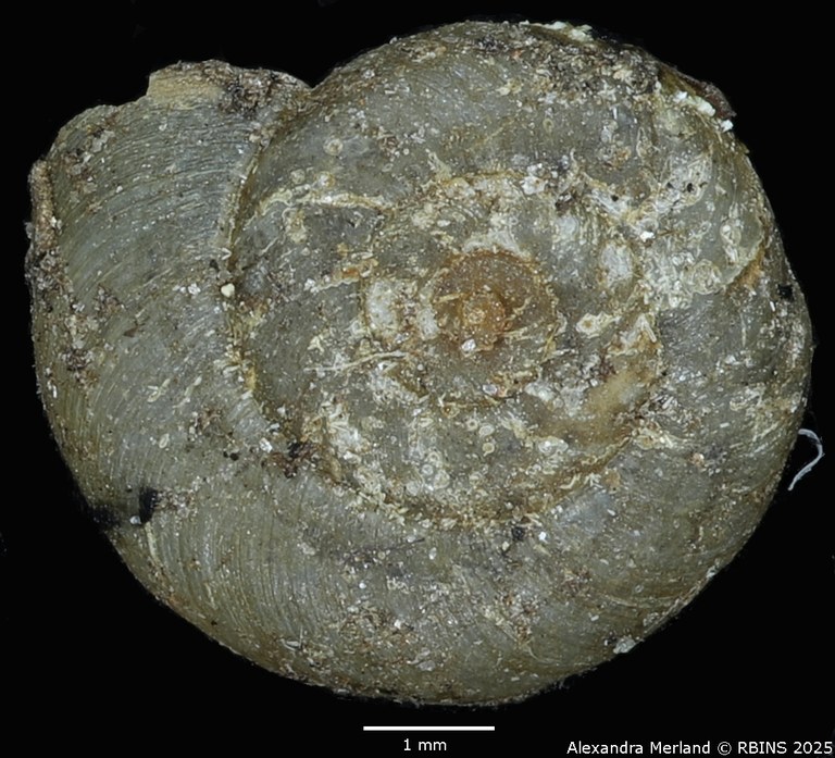 BE-RBINS-INV-MT-3229-Planorbis-mutandaensis-st-D.jpg BE-RBINS-INV-MT-3229-Planorbis-mutandaensis-st-D.jpg
