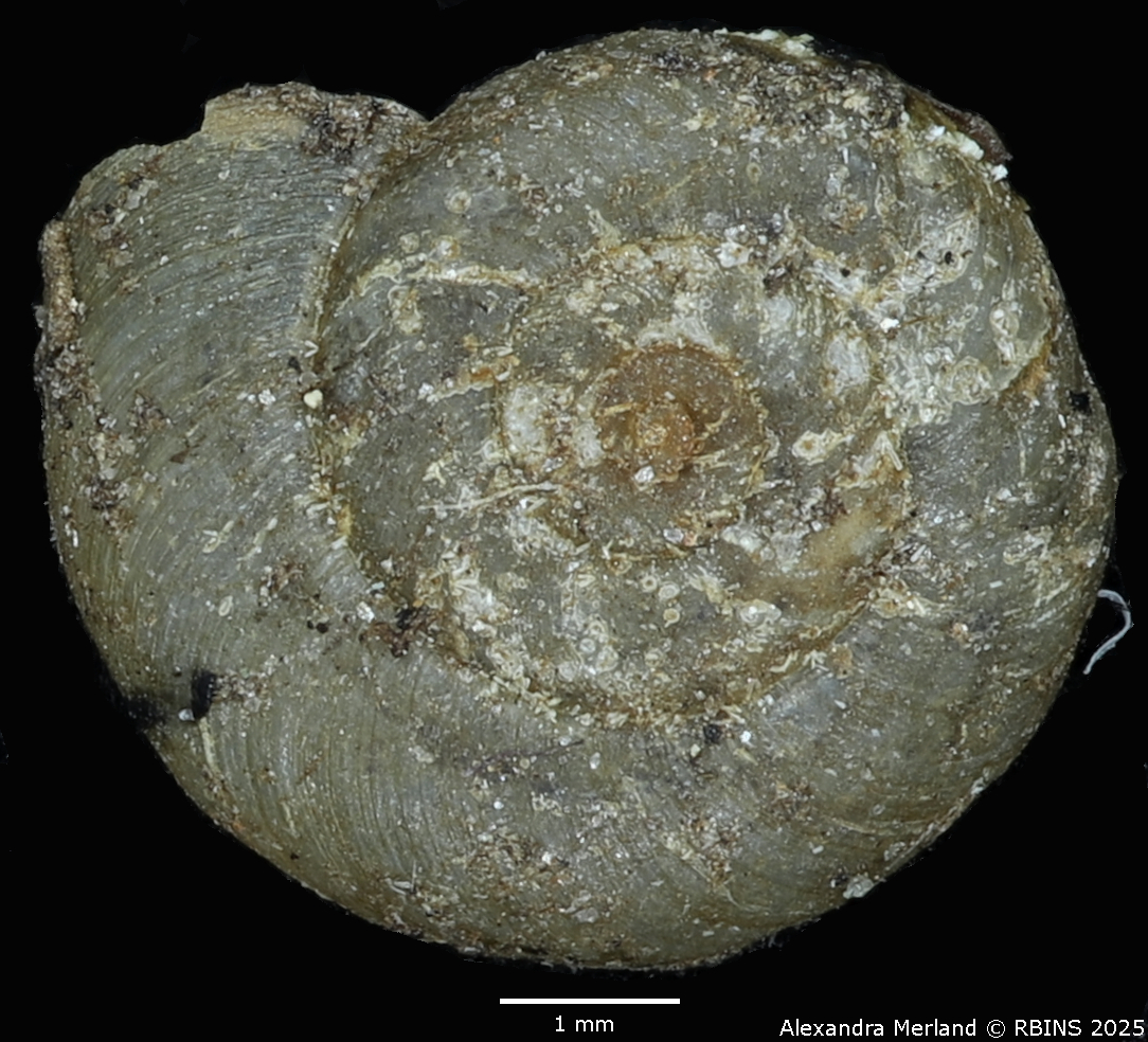 BE-RBINS-INV-MT-3229-Planorbis-mutandaensis-st-D.jpg