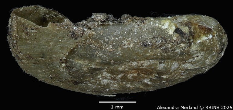 BE-RBINS-INV-MT-3229-Planorbis-mutandaensis-st-L.jpg BE-RBINS-INV-MT-3229-Planorbis-mutandaensis-st-L.jpg