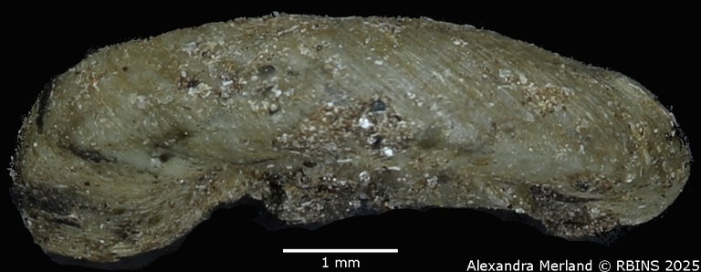 BE-RBINS-INV-MT-3229-Planorbis-mutandaensis-st-L2.jpg BE-RBINS-INV-MT-3229-Planorbis-mutandaensis-st-L2.jpg