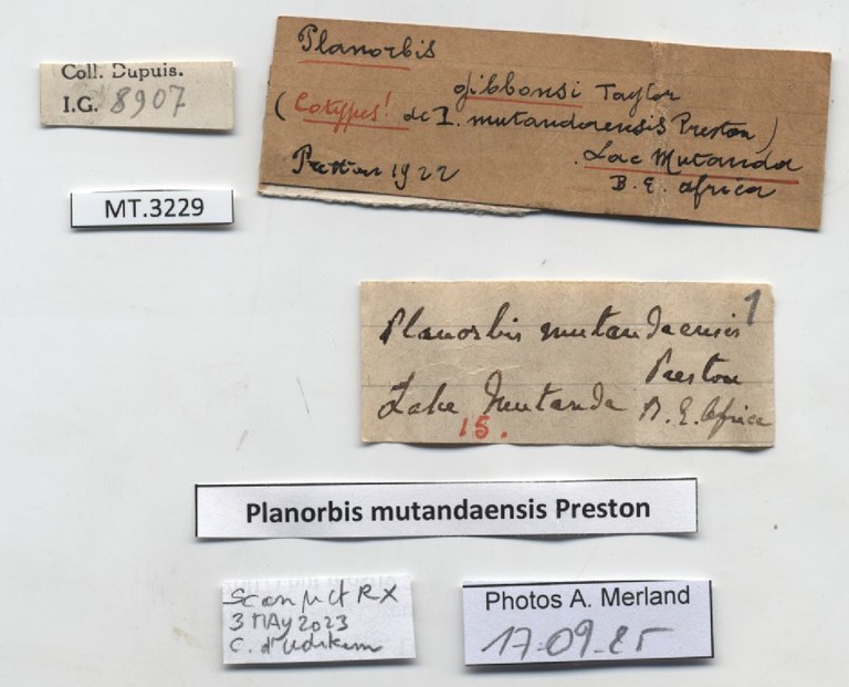 BE-RBINS-INV-MT-3229-Planorbis-mutandaensis-st-label.jpg BE-RBINS-INV-MT-3229-Planorbis-mutandaensis-st-label.jpg