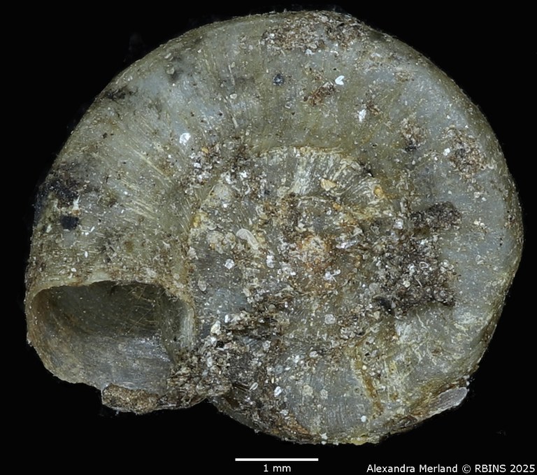 BE-RBINS-INV-MT-3229-Planorbis-mutandaensis-st-V.jpg BE-RBINS-INV-MT-3229-Planorbis-mutandaensis-st-V.jpg