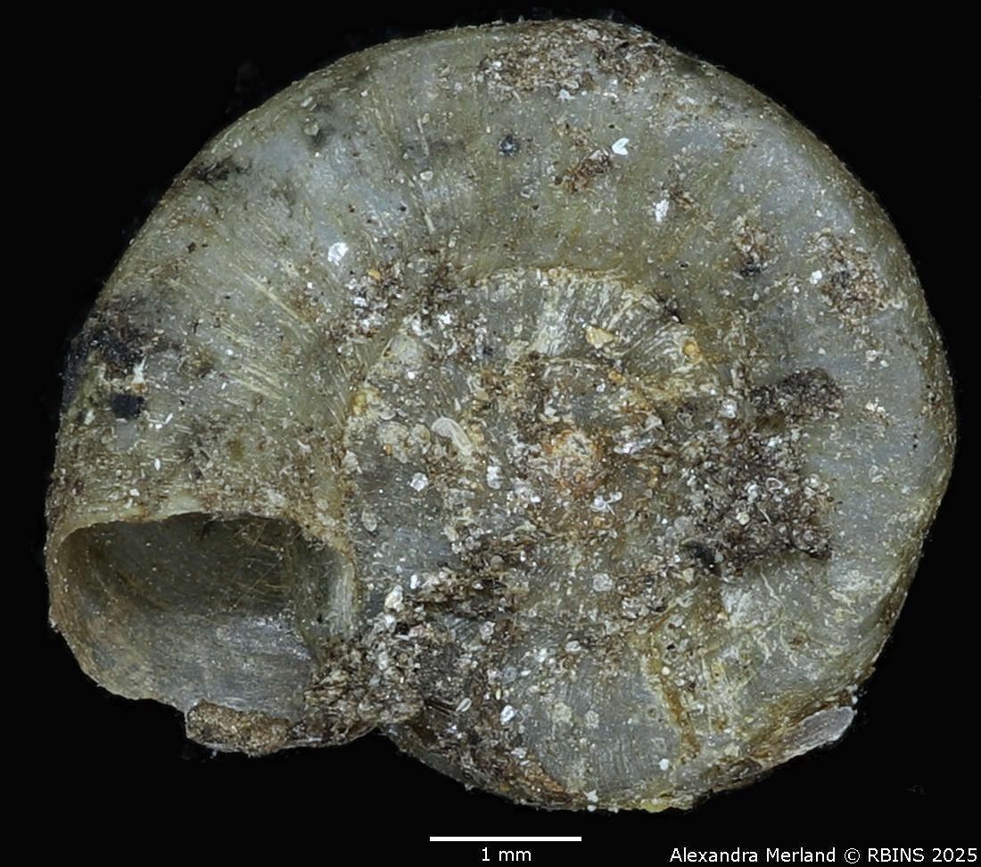BE-RBINS-INV-MT-3229-Planorbis-mutandaensis-st-V.jpg