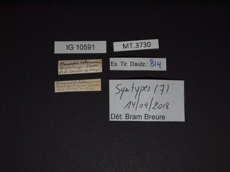 BE-RBINS-INV SYNTYPE MT.3730 Planorbis schrammi labels.jpg