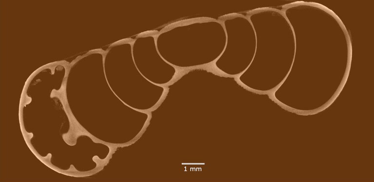 BE-RBINS-INV-MT-3195-Gudeodiscus-emigrans-quadrilamellatus-slice-SMALL-pt.jpg
