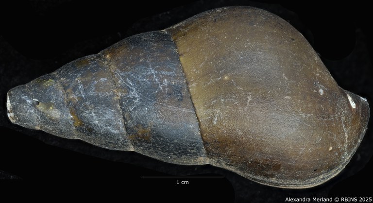 BE-RBINS-INV-MT-64-Brotia-(Brotia)-binodosa-subgloriosa-pt-D.jpg BE-RBINS-INV-MT-64-Brotia-(Brotia)-binodosa-subgloriosa-pt-D.jpg