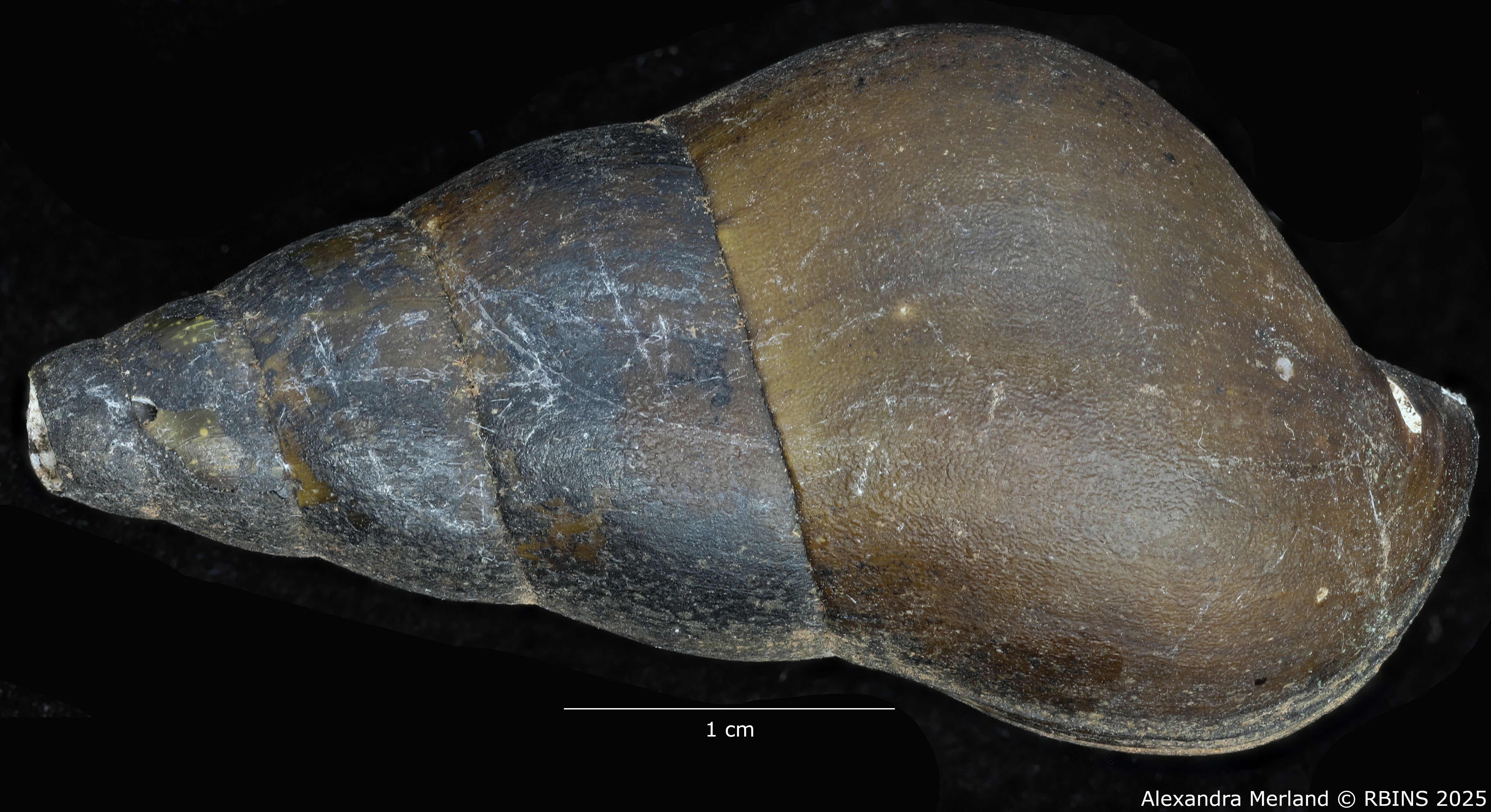 BE-RBINS-INV-MT-64-Brotia-(Brotia)-binodosa-subgloriosa-pt-D.jpg