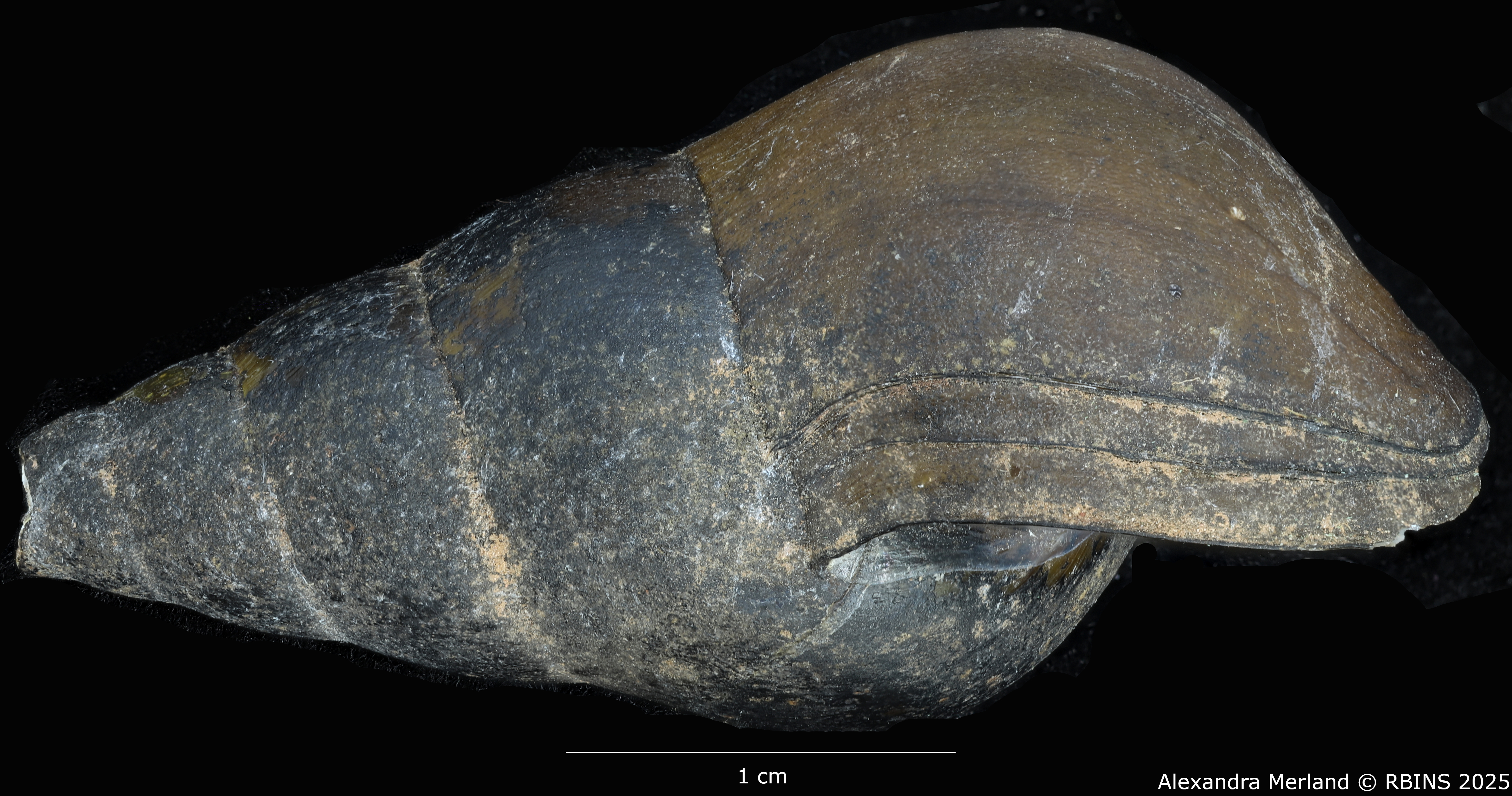 BE-RBINS-INV-MT-64-Brotia-(Brotia)-binodosa-subgloriosa-pt-L.jpg