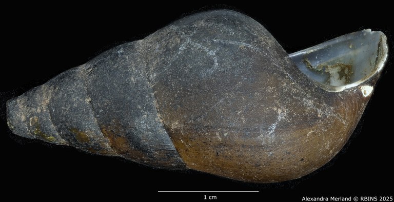 BE-RBINS-INV-MT-64-Brotia-(Brotia)-binodosa-subgloriosa-pt-L2.jpg BE-RBINS-INV-MT-64-Brotia-(Brotia)-binodosa-subgloriosa-pt-L2.jpg