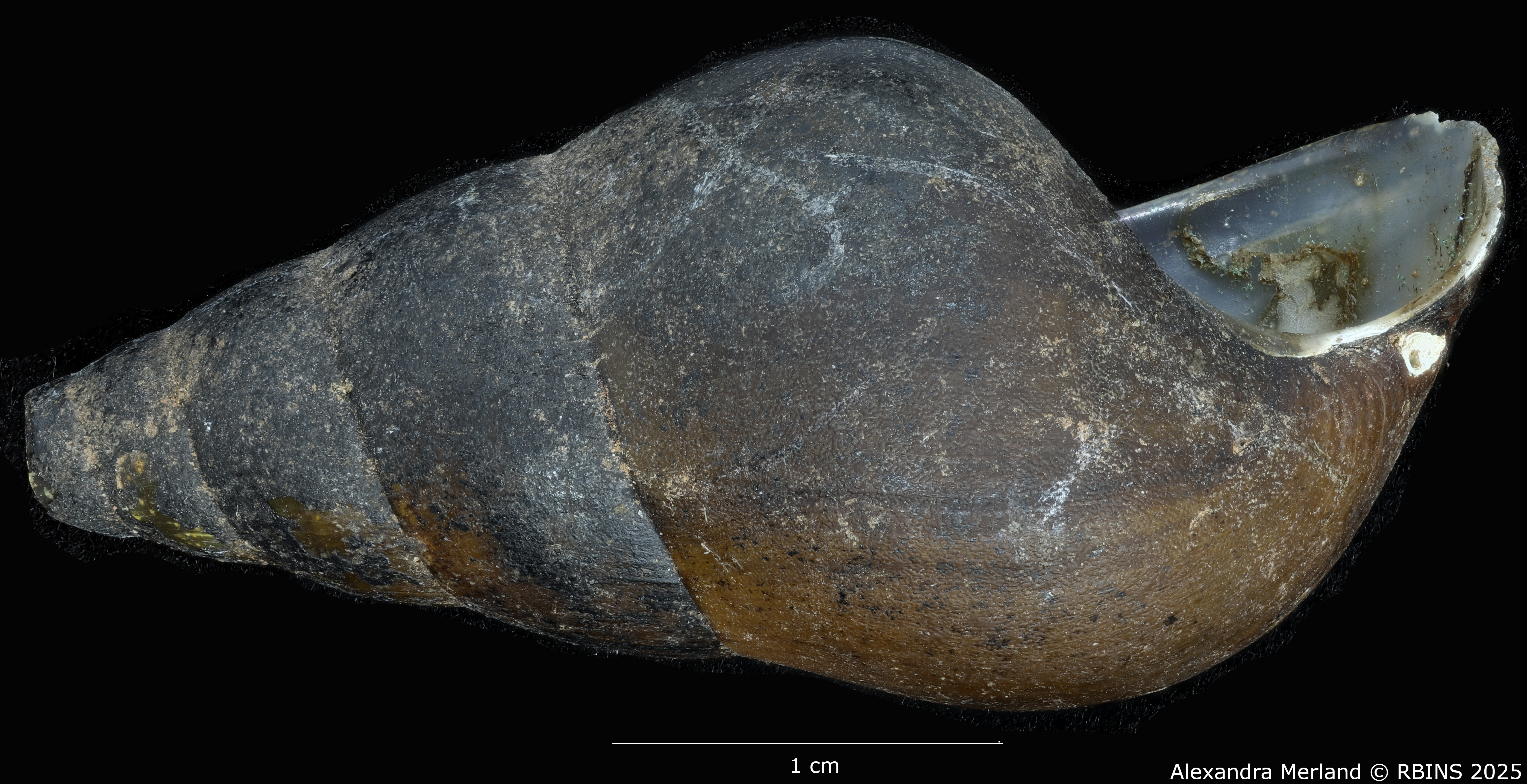 BE-RBINS-INV-MT-64-Brotia-(Brotia)-binodosa-subgloriosa-pt-L2.jpg