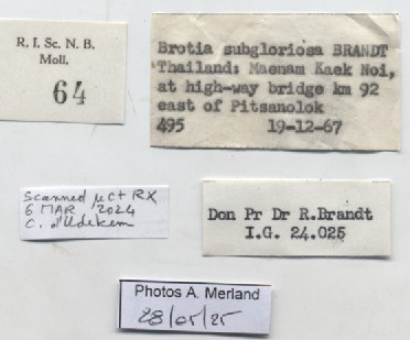 BE-RBINS-INV-MT-64-Brotia-(Brotia)-binodosa-subgloriosa-pt-label.jpg BE-RBINS-INV-MT-64-Brotia-(Brotia)-binodosa-subgloriosa-pt-label.jpg