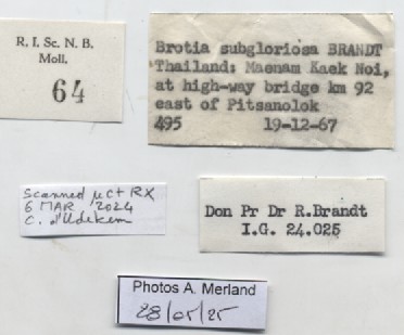 BE-RBINS-INV-MT-64-Brotia-(Brotia)-binodosa-subgloriosa-pt-label.jpg