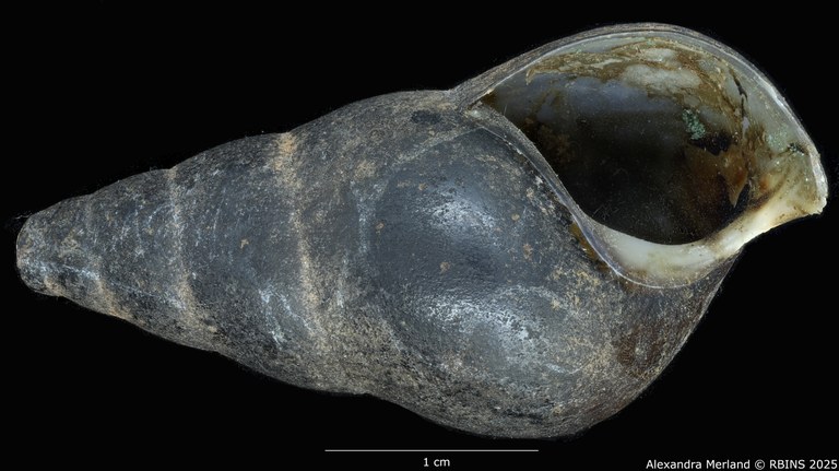 BE-RBINS-INV-MT-64-Brotia-(Brotia)-binodosa-subgloriosa-pt-V.jpg BE-RBINS-INV-MT-64-Brotia-(Brotia)-binodosa-subgloriosa-pt-V.jpg