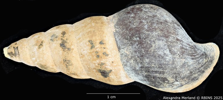 BE-RBINS-INV-MT-271-Brotia-(Brotia)-binodosa-subgloriosa-pt-D.jpg BE-RBINS-INV-MT-271-Brotia-(Brotia)-binodosa-subgloriosa-pt-D.jpg