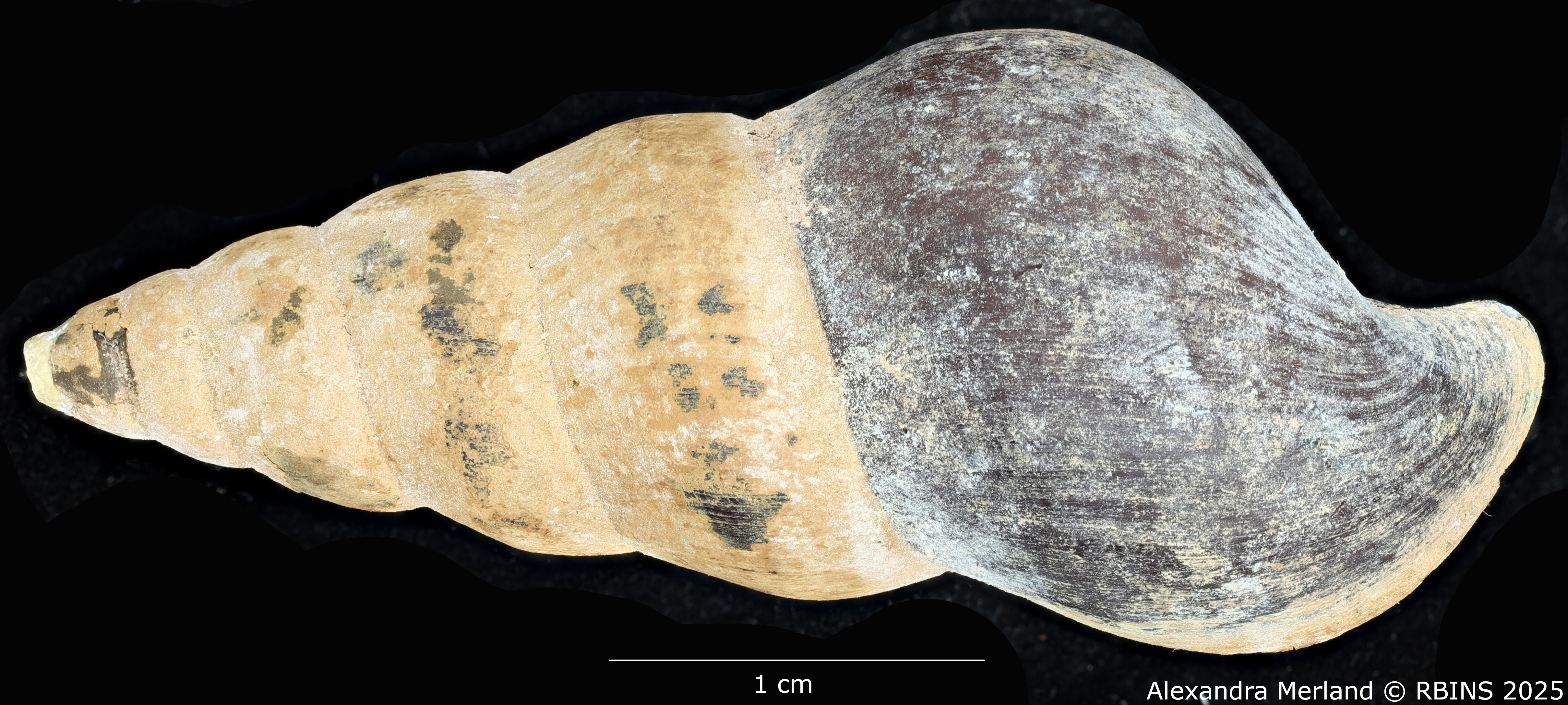 BE-RBINS-INV-MT-271-Brotia-(Brotia)-binodosa-subgloriosa-pt-D.jpg