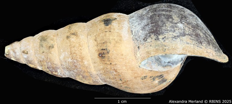 BE-RBINS-INV-MT-271-Brotia-(Brotia)-binodosa-subgloriosa-pt-L.jpg BE-RBINS-INV-MT-271-Brotia-(Brotia)-binodosa-subgloriosa-pt-L.jpg