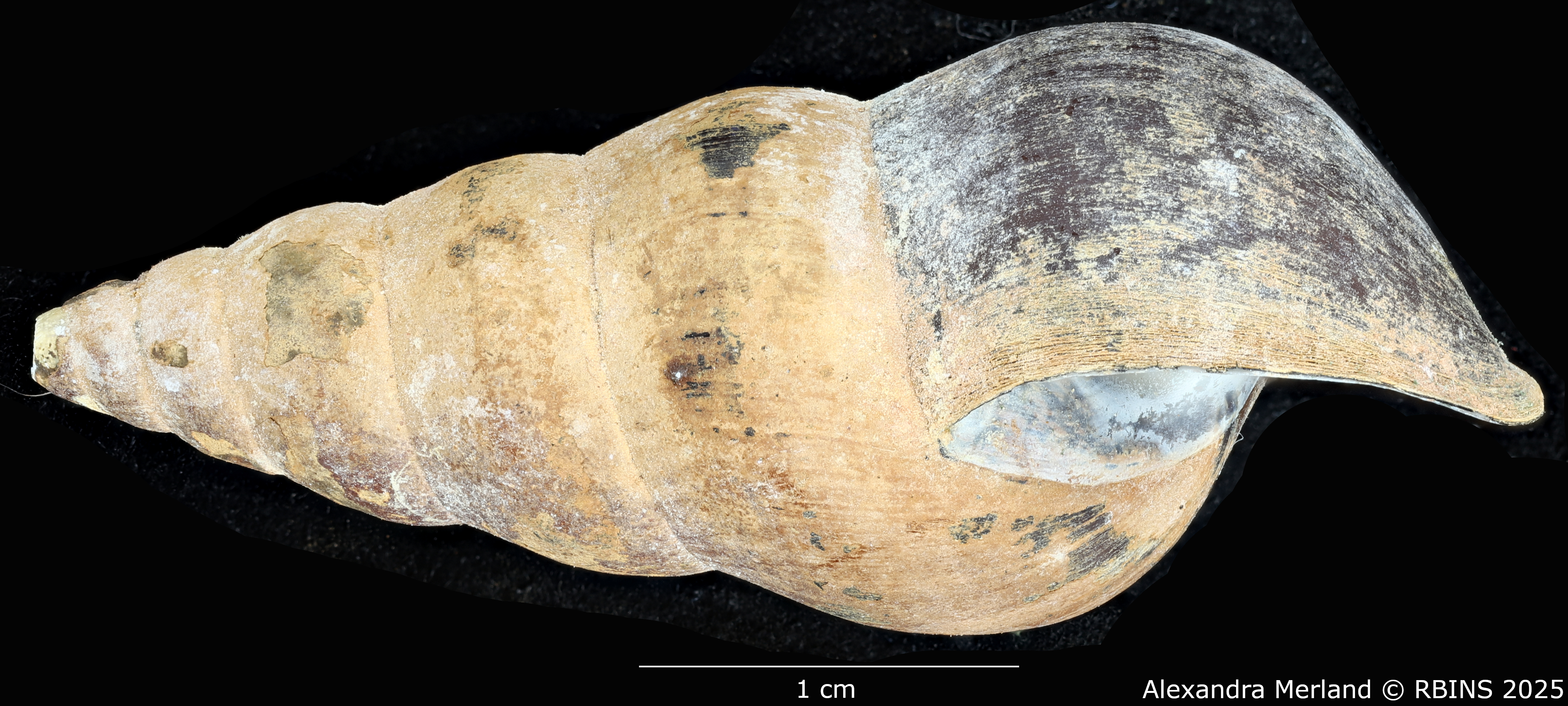 BE-RBINS-INV-MT-271-Brotia-(Brotia)-binodosa-subgloriosa-pt-L.jpg