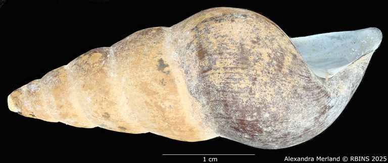BE-RBINS-INV-MT-271-Brotia-(Brotia)-binodosa-subgloriosa-pt-L2.jpg BE-RBINS-INV-MT-271-Brotia-(Brotia)-binodosa-subgloriosa-pt-L2.jpg