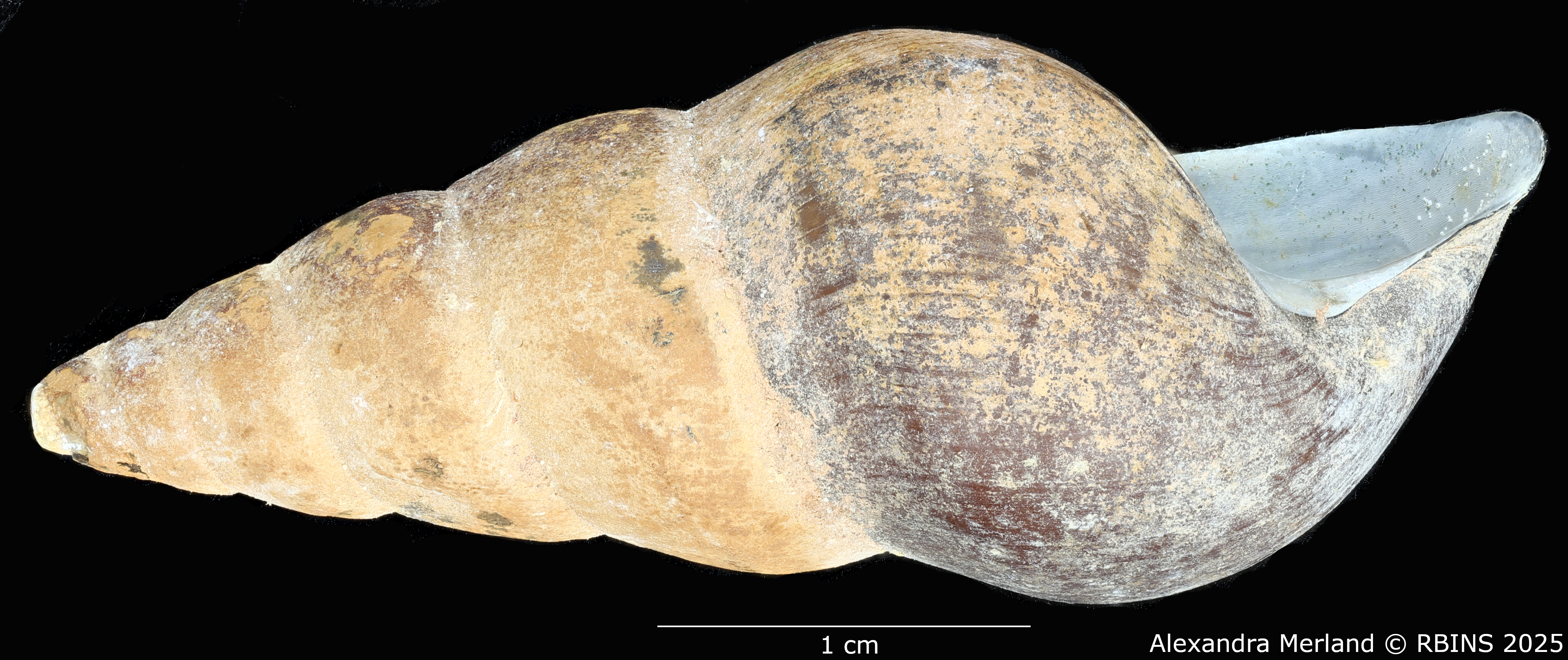 BE-RBINS-INV-MT-271-Brotia-(Brotia)-binodosa-subgloriosa-pt-L2.jpg