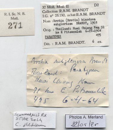 BE-RBINS-INV-MT-271-Brotia-(Brotia)-binodosa-subgloriosa-pt-label.jpg BE-RBINS-INV-MT-271-Brotia-(Brotia)-binodosa-subgloriosa-pt-label.jpg