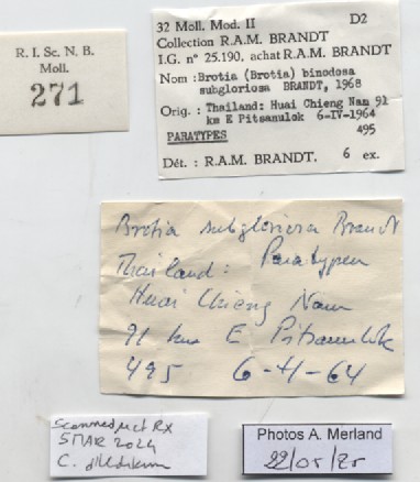 BE-RBINS-INV-MT-271-Brotia-(Brotia)-binodosa-subgloriosa-pt-label.jpg