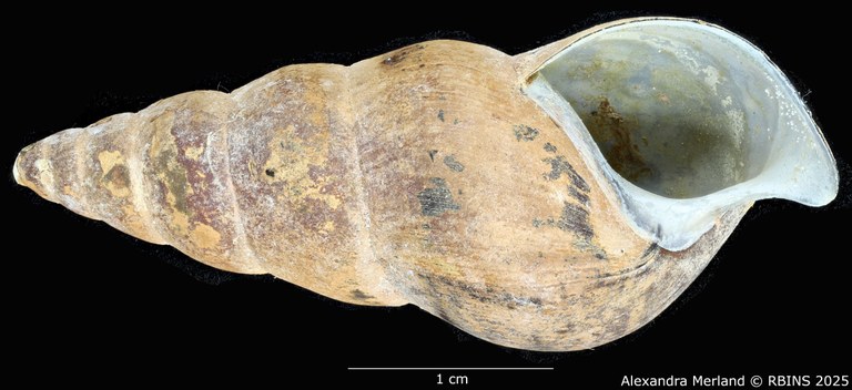 BE-RBINS-INV-MT-271-Brotia-(Brotia)-binodosa-subgloriosa-pt-V.jpg BE-RBINS-INV-MT-271-Brotia-(Brotia)-binodosa-subgloriosa-pt-V.jpg
