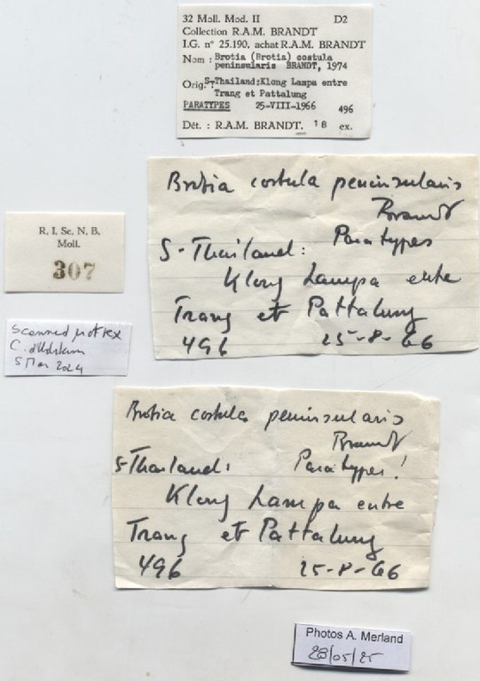 BE-RBINS-INV-MT-307-Brotia-(Brotia)-costula-peninsularis-pt-label.jpg