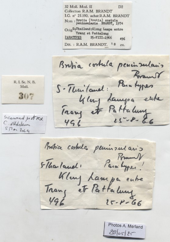 BE-RBINS-INV-MT-307-Brotia-(Brotia)-costula-peninsularis-pt-label.jpg