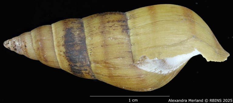 BE-RBINS-INV-MT-272-Brotia-(Brotia)-manningi-pt-L.jpg