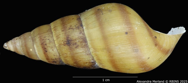 BE-RBINS-INV-MT-272-Brotia-(Brotia)-manningi-pt-L2.jpg