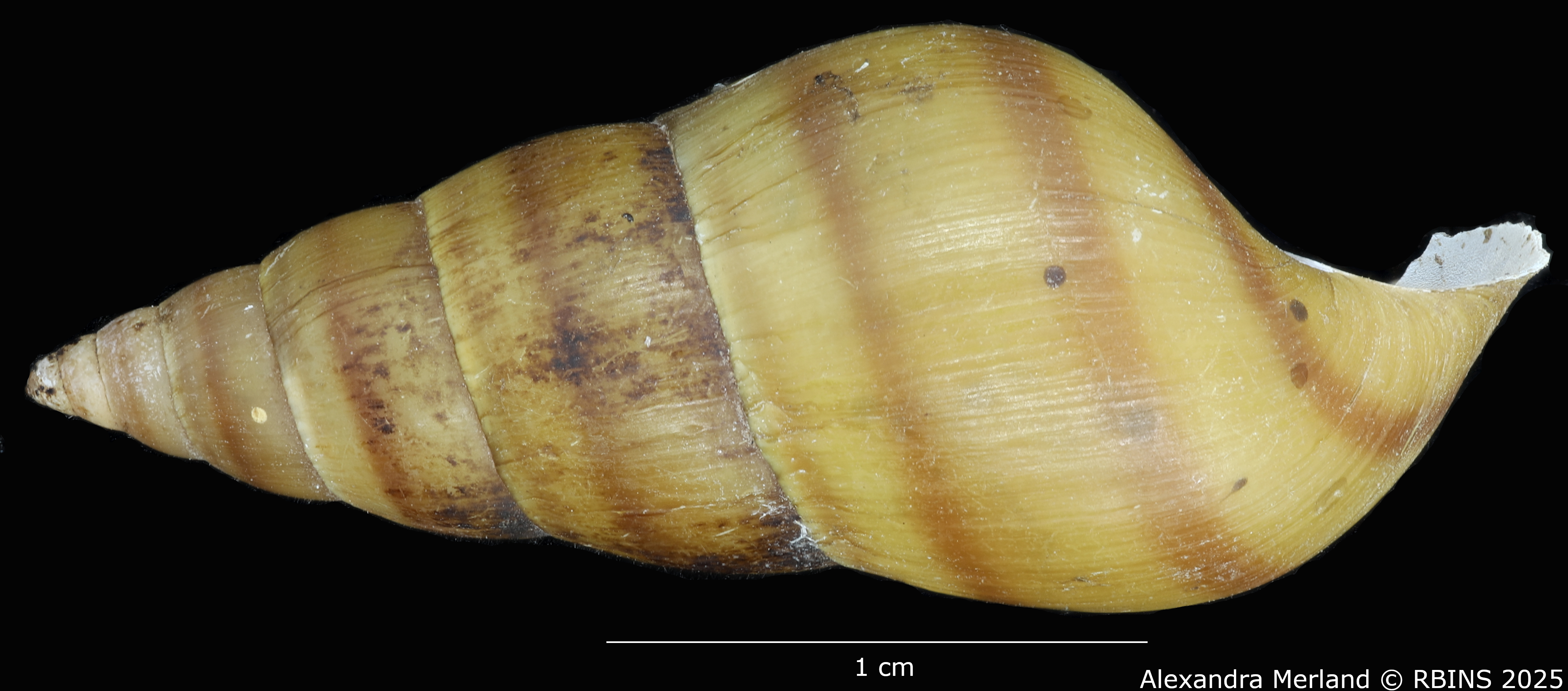 BE-RBINS-INV-MT-272-Brotia-(Brotia)-manningi-pt-L2.jpg