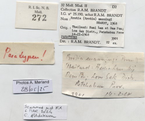 BE-RBINS-INV-MT-272-Brotia-(Brotia)-manningi-pt-label.jpg