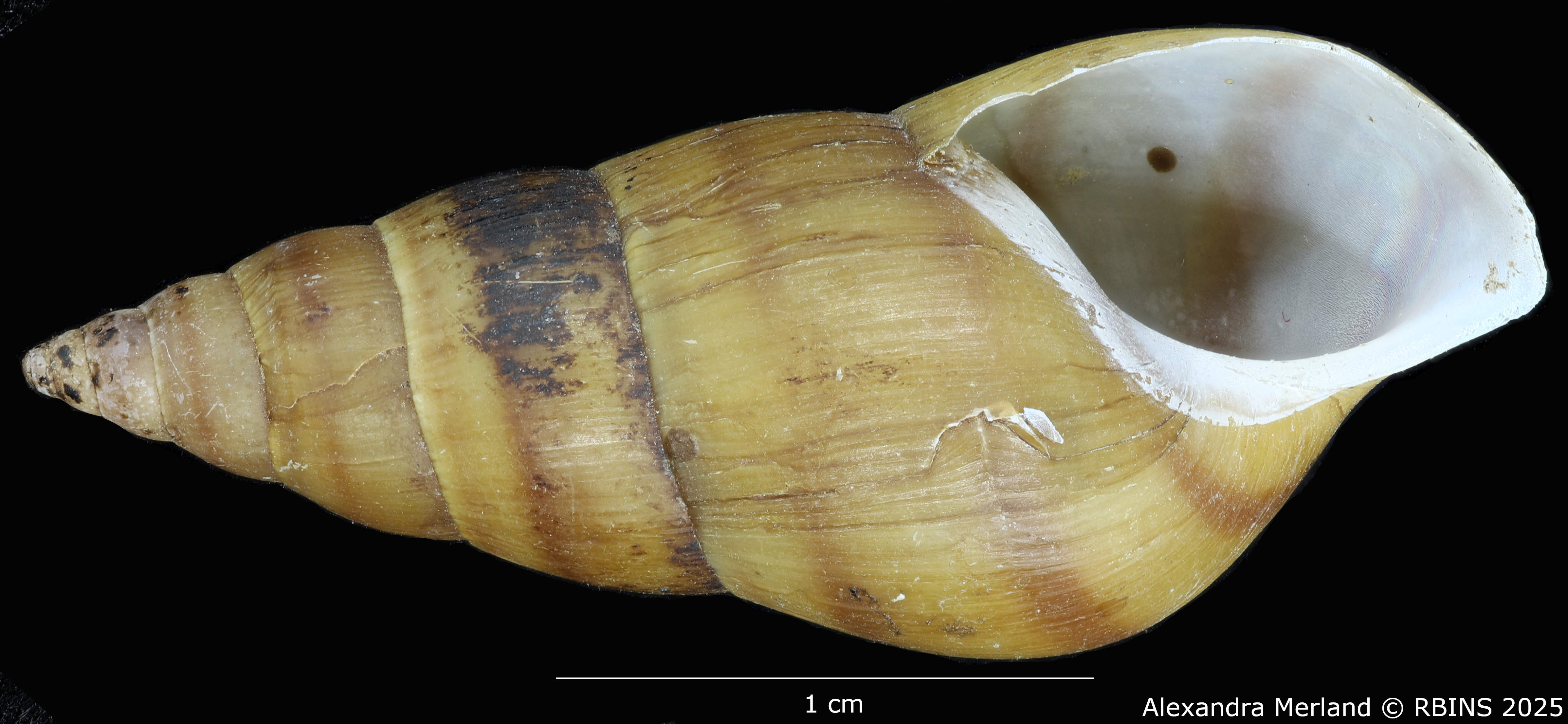 BE-RBINS-INV-MT-272-Brotia-(Brotia)-manningi-pt-V.jpg